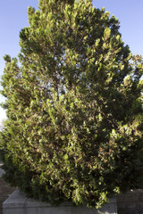 This is a photograph of a Gold star tree