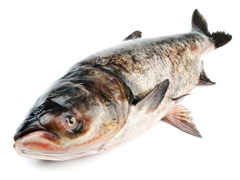 Bighead Carp