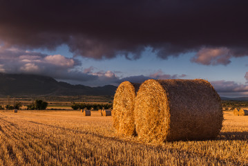 Round straw bales in the fields at sunset