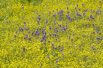 Colorful bouquet of spring flowers and desert gold in farm field off Route 58, East of Santa Margarita, CA