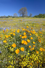 Lone tree and colorful bouquet of spring flowers blossoming off Route 58 on Shell Creek road, West of Bakersfield in CA