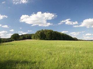 Fototapeta premium Das Korn wächst