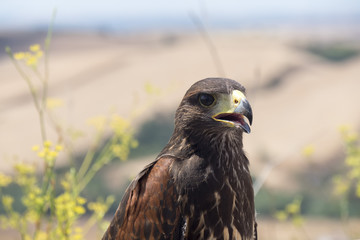 Golden eagle resting in the sun with open mouth