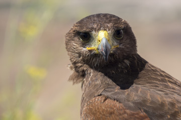 Golden eagle resting in the sun with open mouth