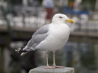 Eckernförde - 007 Möwe