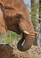 Fototapeta na wymiar Elephant Profile / African elephant profile view.
