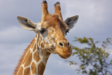 Giraffe