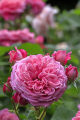 Fototapeta premium バラの花