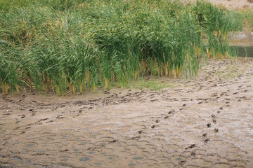 Footprints in the dry riverbed