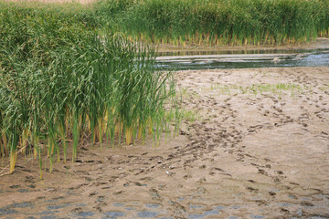 Footprints in the dry riverbed