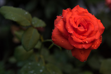 Orange roses with raindrops