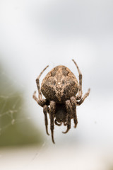 Close up of a spider