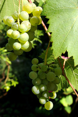 Two bunches of grapes, cultivar vitis phoenix, on the vine with green leaves