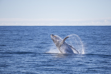Fototapeta premium breaching whale