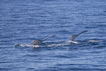 Fototapeta premium two tails