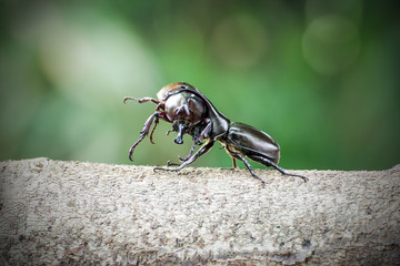 Rhinoceros beetle, Rhino beetle,Fighting beetle
