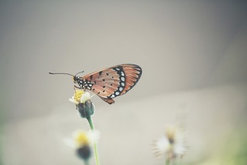 Butterfly with grass flowers