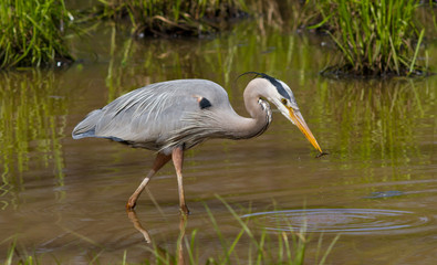 Blue Heron Fishing Sequence (3 of 4)