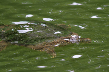 Basking Snapping Turtle