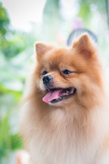 portrait of cute brown pomeranian dog