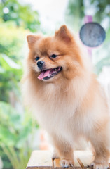 cute brown pomeranian dog