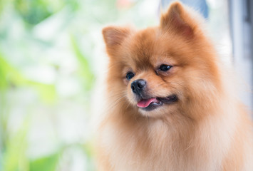 portrait of cute brown pomeranian dog