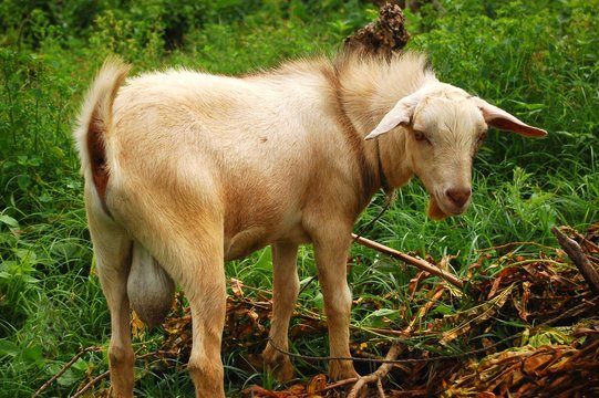 Male goat showing his big testicles photo image
