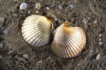 Scallop sea shell on the sand background light paintings
