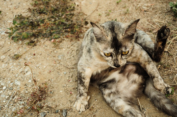 mongrel stray cat sitting on ground