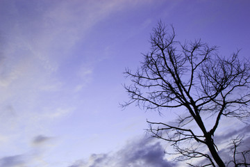 branches in the sky