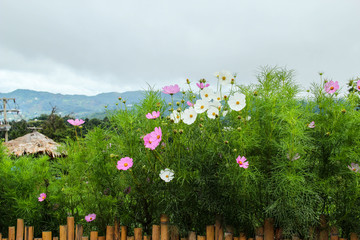 Flowers Garden on mountain