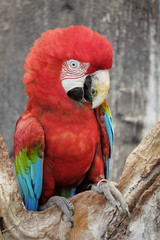 green-winged macaw standing on the wood