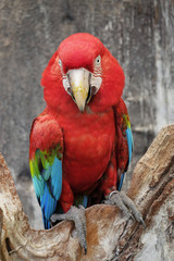 green-winged macaw standing on the wood