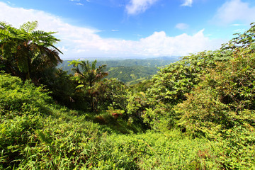 Puerto Rico Forest Landscape