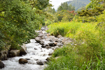 Lush vegetation around the creek in the highlands of Boquete, Chiriqui region of Panama