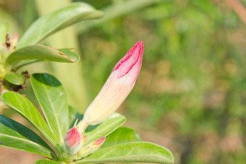 Fototapeta premium Desert Rose; Impala Lily; Mock Azalea