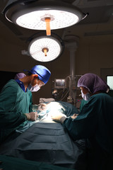 group of veterinarian surgery in operation room 