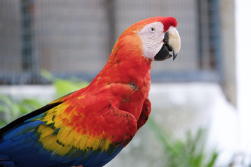 Beautiful scarlet macaw