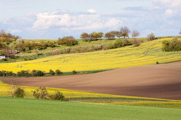 Rolling hills and yellow fields landscape