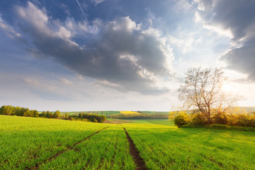 Obraz premium Beautiful sunny landscape