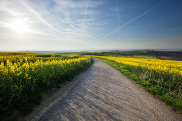 Road through beautiful yellow fields