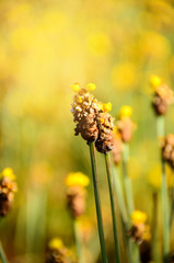 Vintage flowers tones.