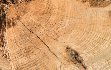 Close up of the freshly cut red oak (Quercus borealis) trunk with chainsaw marks