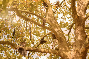 Big Tree with Shoes and broken Skataboards