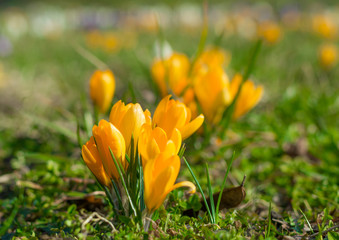 Bunch of yellow crocuses in the spring