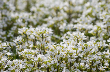 Cerastium tomentosum (Snow-in-Summer)