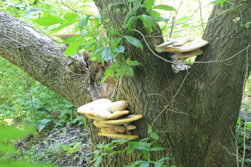 Mushrooms on a tree