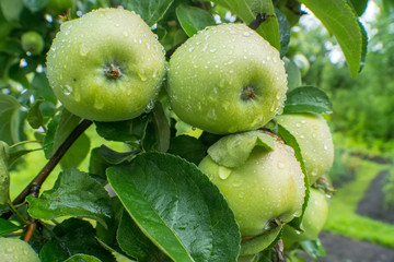 Big green apples with drops after rain