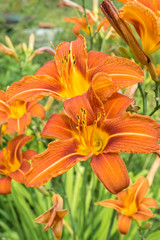 Orange day lily flower in garden