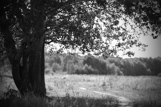 Fototapeta black and white landscape with a lone tree